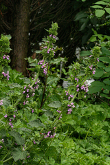 Ballota nigra foetida