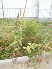 Verbascum phlomoides