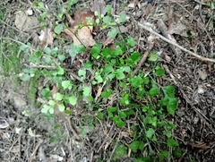 Asplenium hookerianum