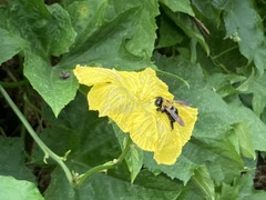 Xylocopa virginica virginica