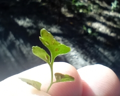 Asplenium hookerianum