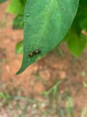Camponotus americanus