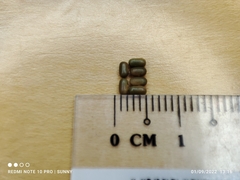 Sesbania cannabina