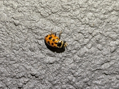 Hippodamia tredecimpunctata