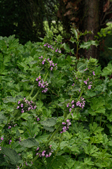 Ballota nigra foetida