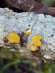 Tremella