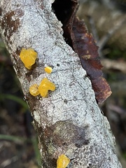 Tremella