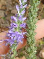 Veronica spicata