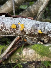 Tremella