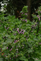 Ballota nigra foetida