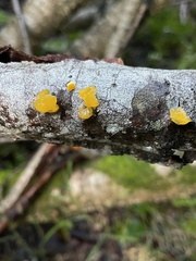 Tremella