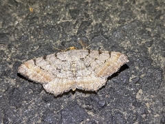 Macaria adonis