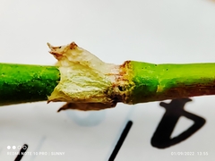 Sesbania cannabina