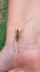 Conocephalini