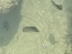 Chaetodon decussatus