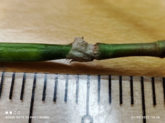 Sesbania cannabina