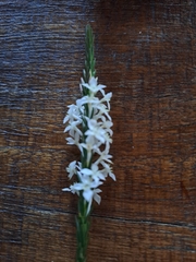 Struthiola dodecandra