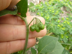 Solanum nigrum