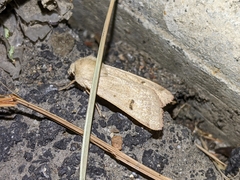 Dichagyris variabilis