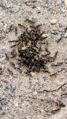 Brachyponera chinensis