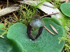 Corybas incurvus