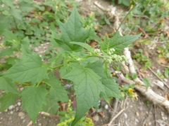 Chenopodiastrum hybridum