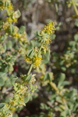 Tetragonia fruticosa