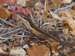 Anolis pulchellus