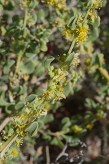 Tetragonia fruticosa