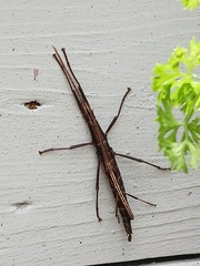 Anisomorpha buprestoides