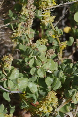 Tetragonia fruticosa