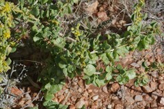 Tetragonia fruticosa