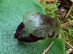 Corybas incurvus