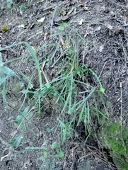 Parsonsia