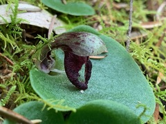 Corybas incurvus