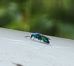 Chrysididae