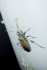 Dicranocephalus agilis