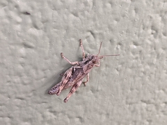 Melanoplus montanus