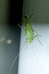 Meconema meridionale