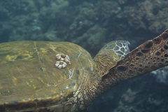 Chelonibia testudinaria