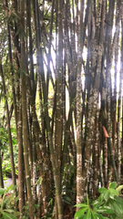 Bambusa vulgaris
