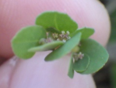Euphorbia blodgettii