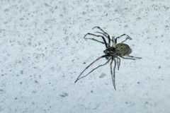 Nuctenea umbratica