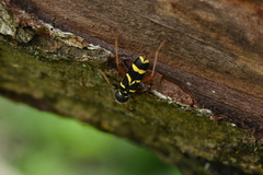 Clytus arietis