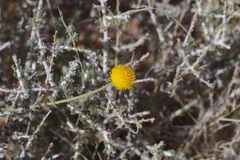 Pentzia