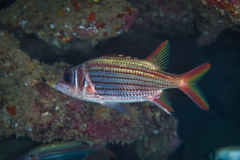 Neoniphon sammara