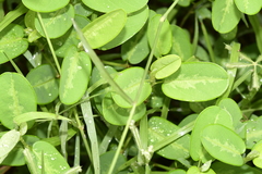 Alysicarpus vaginalis