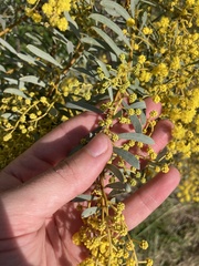Acacia decora
