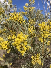Acacia decora