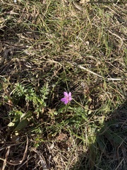 Erodium cicutarium